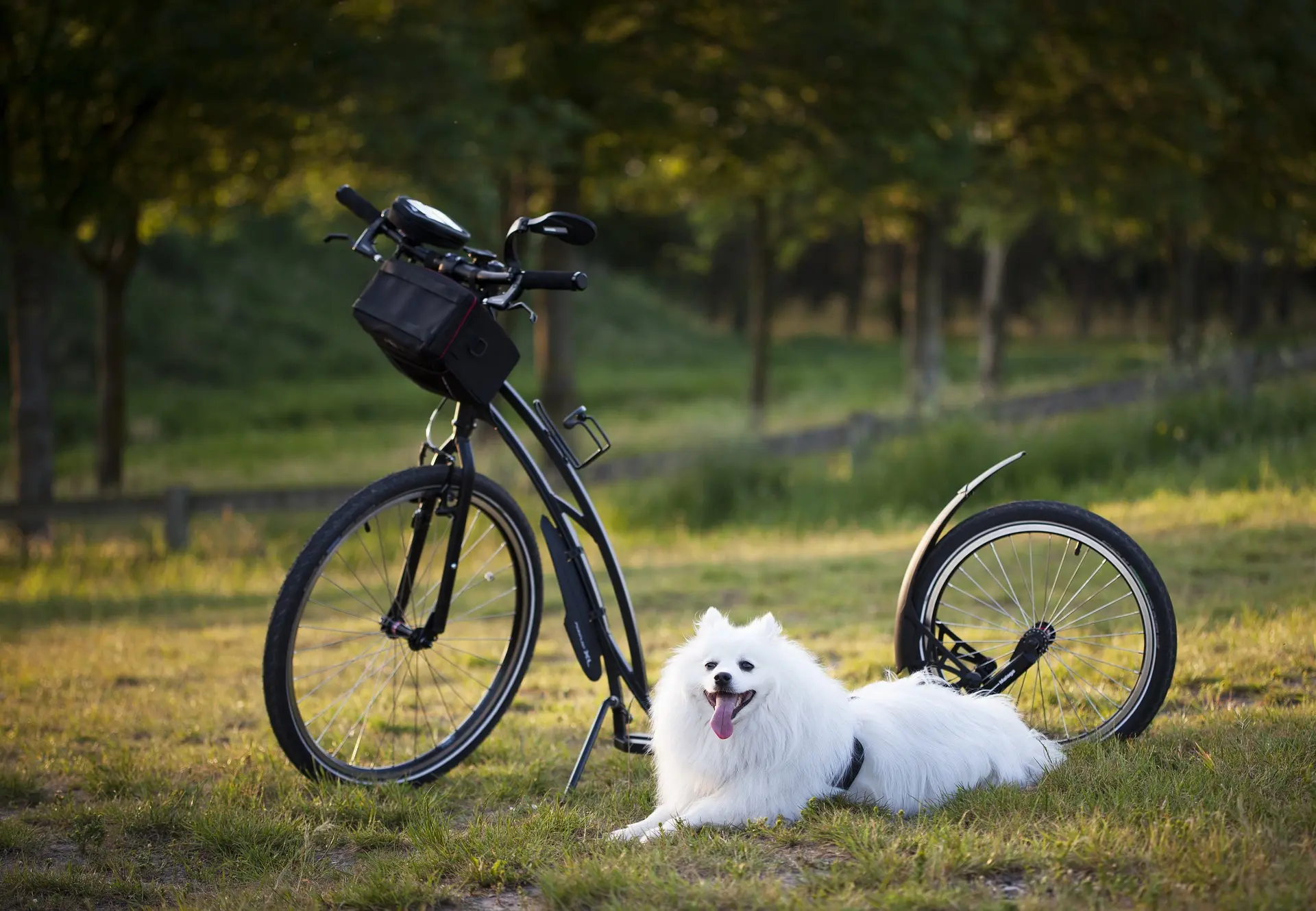 4 Most Effective Ways to Improve Your Dogs Fitness